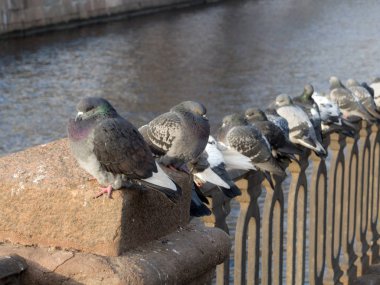 Güvercinler sürüsü