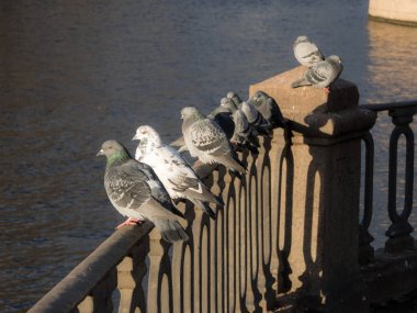 Güvercinler sürüsü