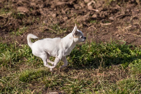 Portret van een lopende hond — Stockfoto