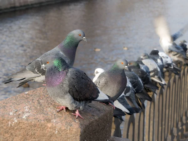 Flock of gray pigeons — Stock Photo, Image