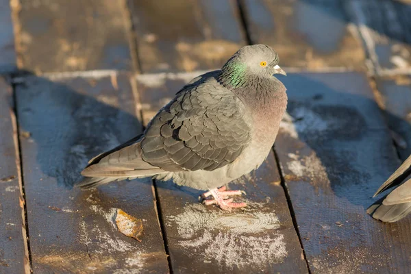 Porträt einer grauen Taube — Stockfoto