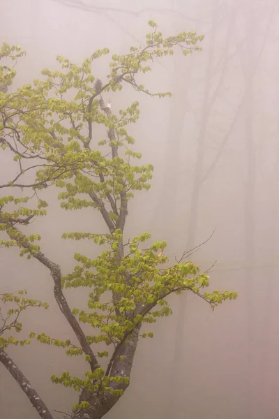 Rami d'albero con fogliame primaverile — Foto Stock