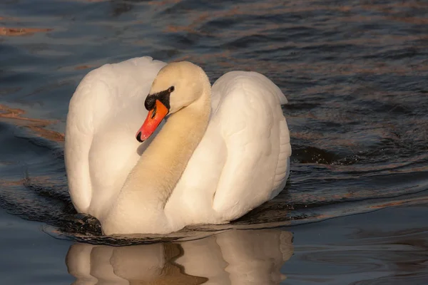 Portrait of a white swan — Stock Photo, Image