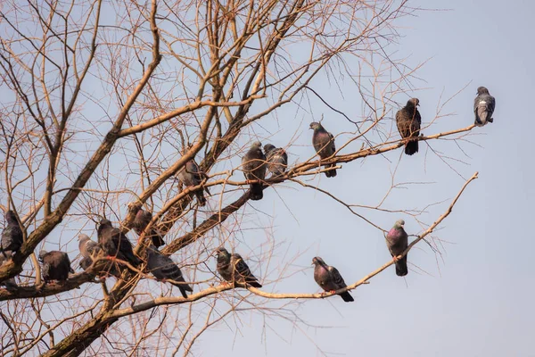 Gołębie na gałęziach drzew wiosną — Zdjęcie stockowe