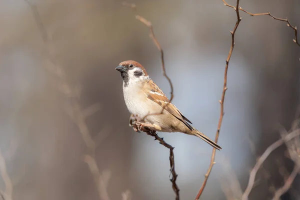 Sparrow op een tak in het voorjaar — Stockfoto
