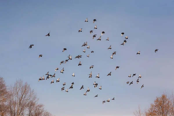 Стадо серых голубей — стоковое фото