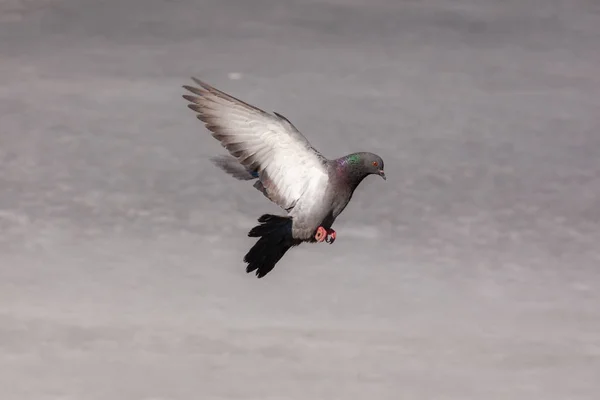 飛行中の鳩の肖像画 — ストック写真