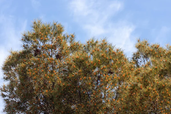 Ramos de um pinheiro florescente — Fotografia de Stock