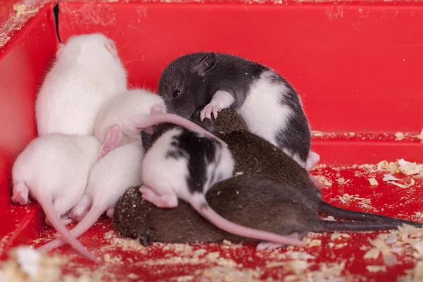 Patkány csecsemők közelkép — Stock Fotó