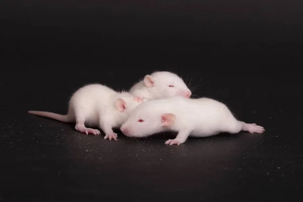 Babies rat on black background — 图库照片