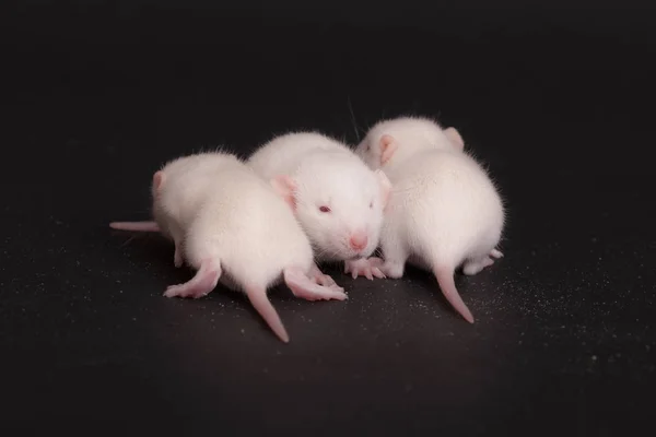 Üç yavru fare. — Stok fotoğraf