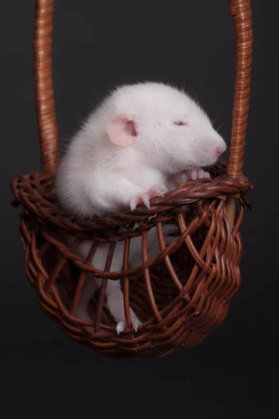 Weiße Babyratte — Stockfoto