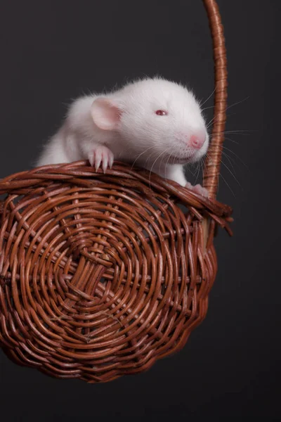 Baby rat in a wooden basket — 스톡 사진