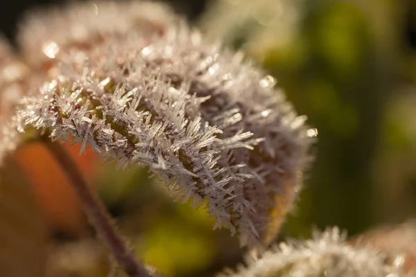 Folhas em hoarfrost close up — Fotografia de Stock