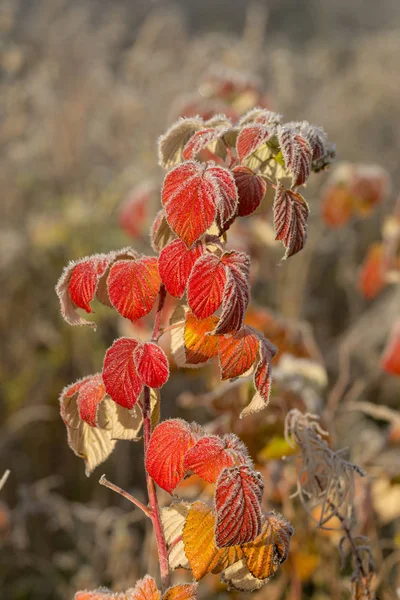 冬霜中的红色秋叶 — 图库照片