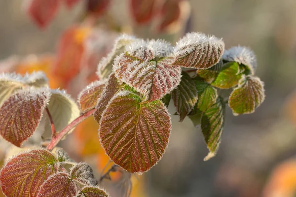 Autumn leaves in hoarfrost closeup — Stock Photo, Image