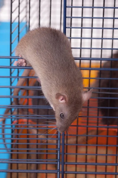 Portrait of a curious domestic rat — ストック写真