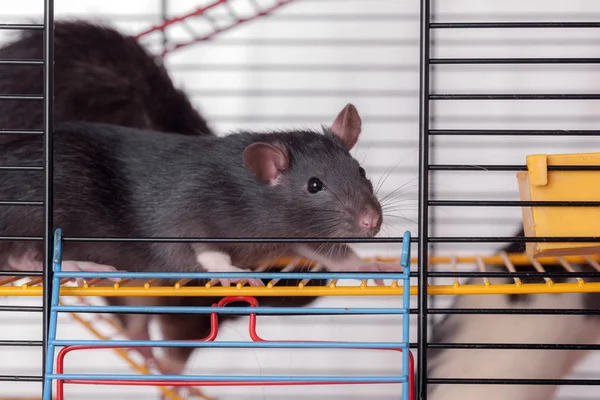 Портрет черной домашней крысы — стоковое фото