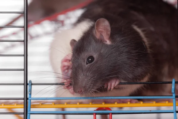 Rato em uma gaiola closrup — Fotografia de Stock