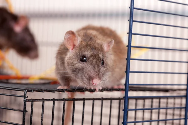 Retrato de um rato doméstico castanho — Fotografia de Stock