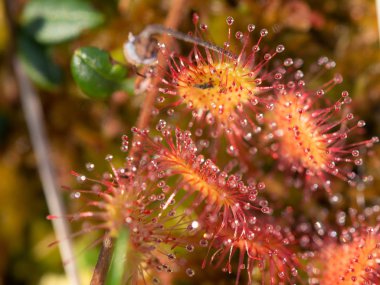 Çiçekler yazın kapanıyor.
