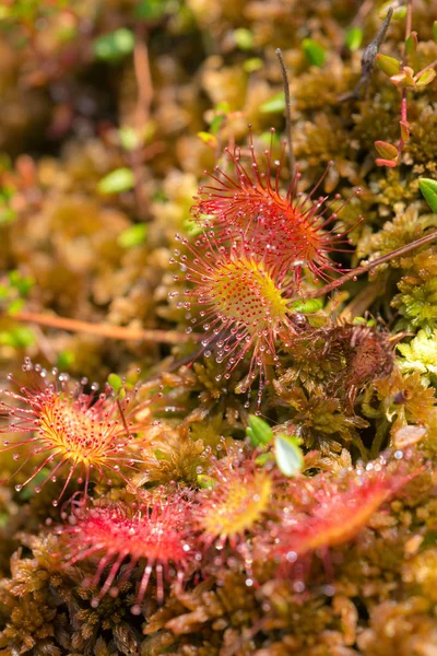 Flowers sundew on swamp — Stock Photo, Image