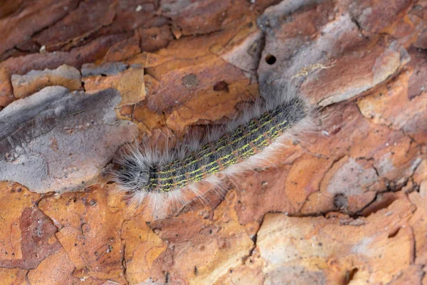 Rups op een dennenschors — Stockfoto