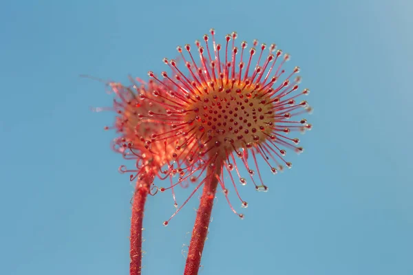 El rocío del sol de cerca — Foto de Stock