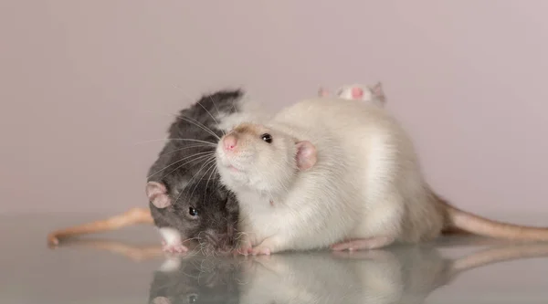 Domestic rats on a glass — 스톡 사진