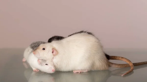 Ratos em uma mesa de vidro — Fotografia de Stock