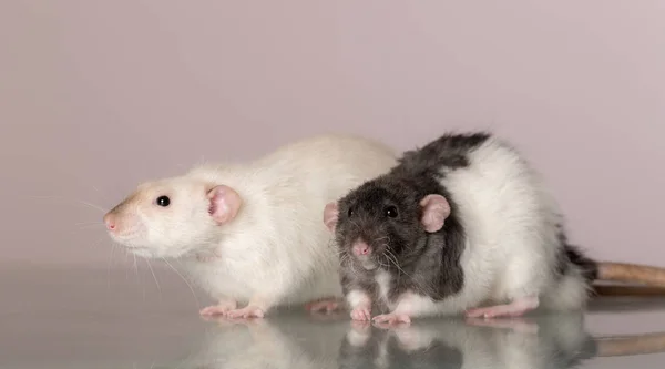 Retrato de ratos domésticos — Fotografia de Stock