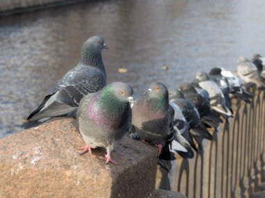 Çitteki güvercin sürüsü