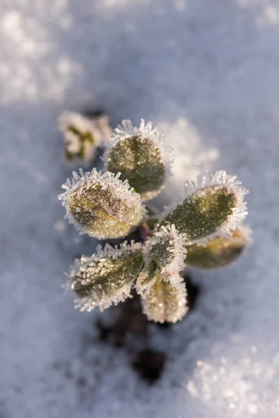 Impianto in hoarfrost dopo gelo — Foto Stock