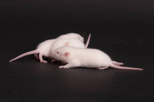 Weiße Babys Ratte auf schwarzem Hintergrund — Stockfoto