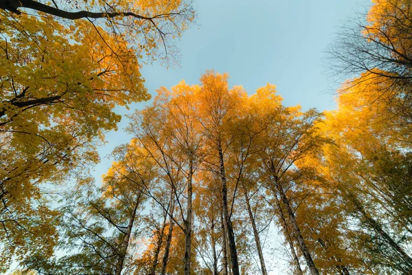Slunečné podzimní den — Stock fotografie