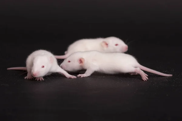 Csecsemők patkány közelkép — Stock Fotó