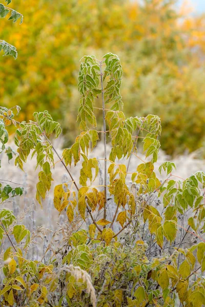 秋の植物や霜 — ストック写真