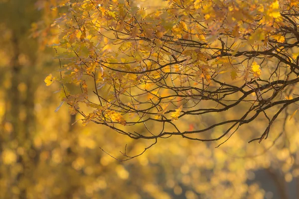 Oak branches with autumn foliage — Stock Photo, Image