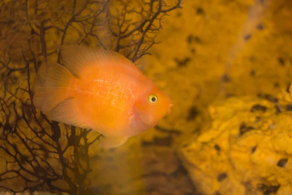 水族館での魚のオウム — ストック写真