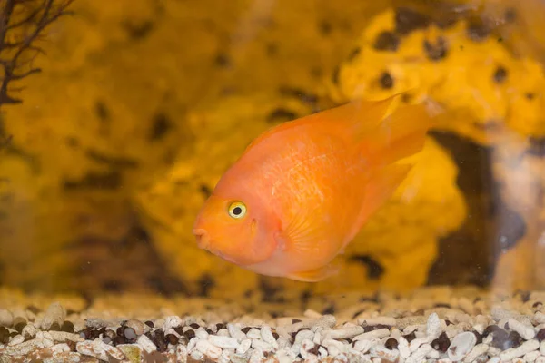 赤い魚のオウム — ストック写真