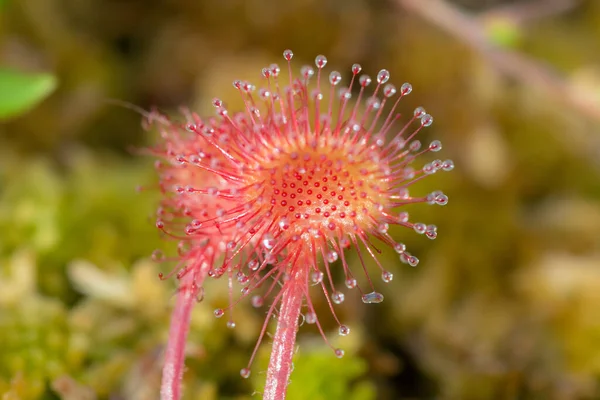 Flores rocío del sol primer plano — Foto de Stock