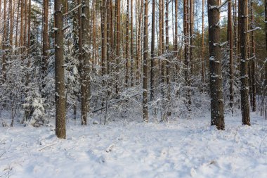 forest on a winter day