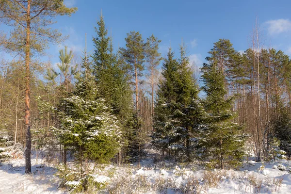 Forest on a winter sunny day — 图库照片