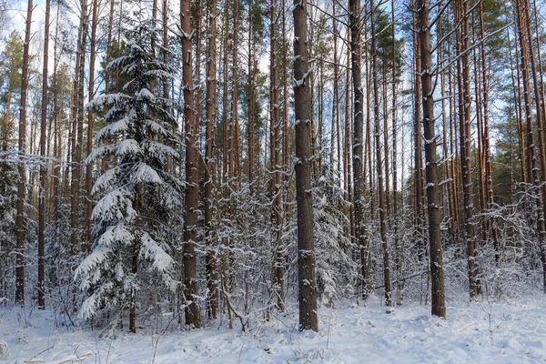 Krajina v zimním lese — Stock fotografie