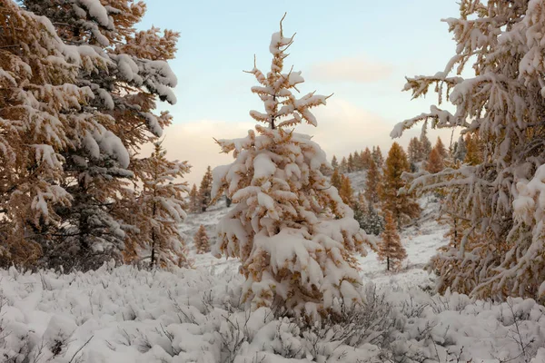 Morgonlandskap i höstskogen — Stockfoto