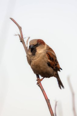 bir serçe bahar dal portresi