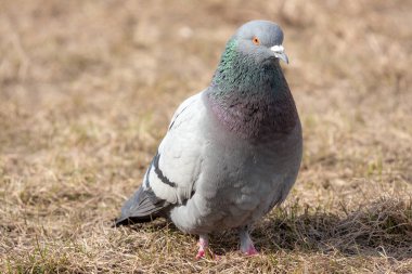 Bahar çimlerinde gri bir güvercin portresi