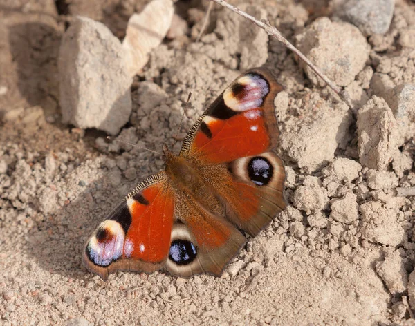 Бабочка Сидит Земле Близко — стоковое фото