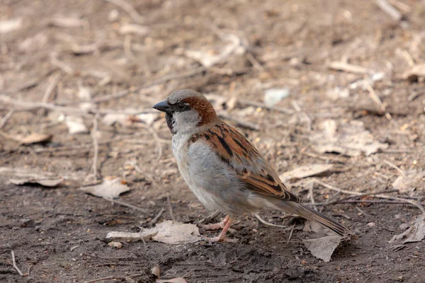 Portrait Moineau Sur Sol — Photo