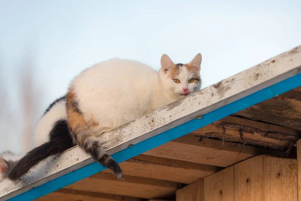 Portrait Cat Wooden Roof — Stock Photo, Image
